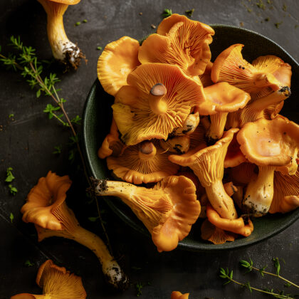 Golden Chanterelle Elegance