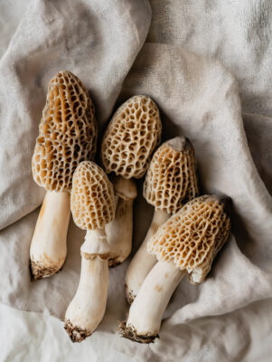 Minimalistic Morel Mushroom Elegance