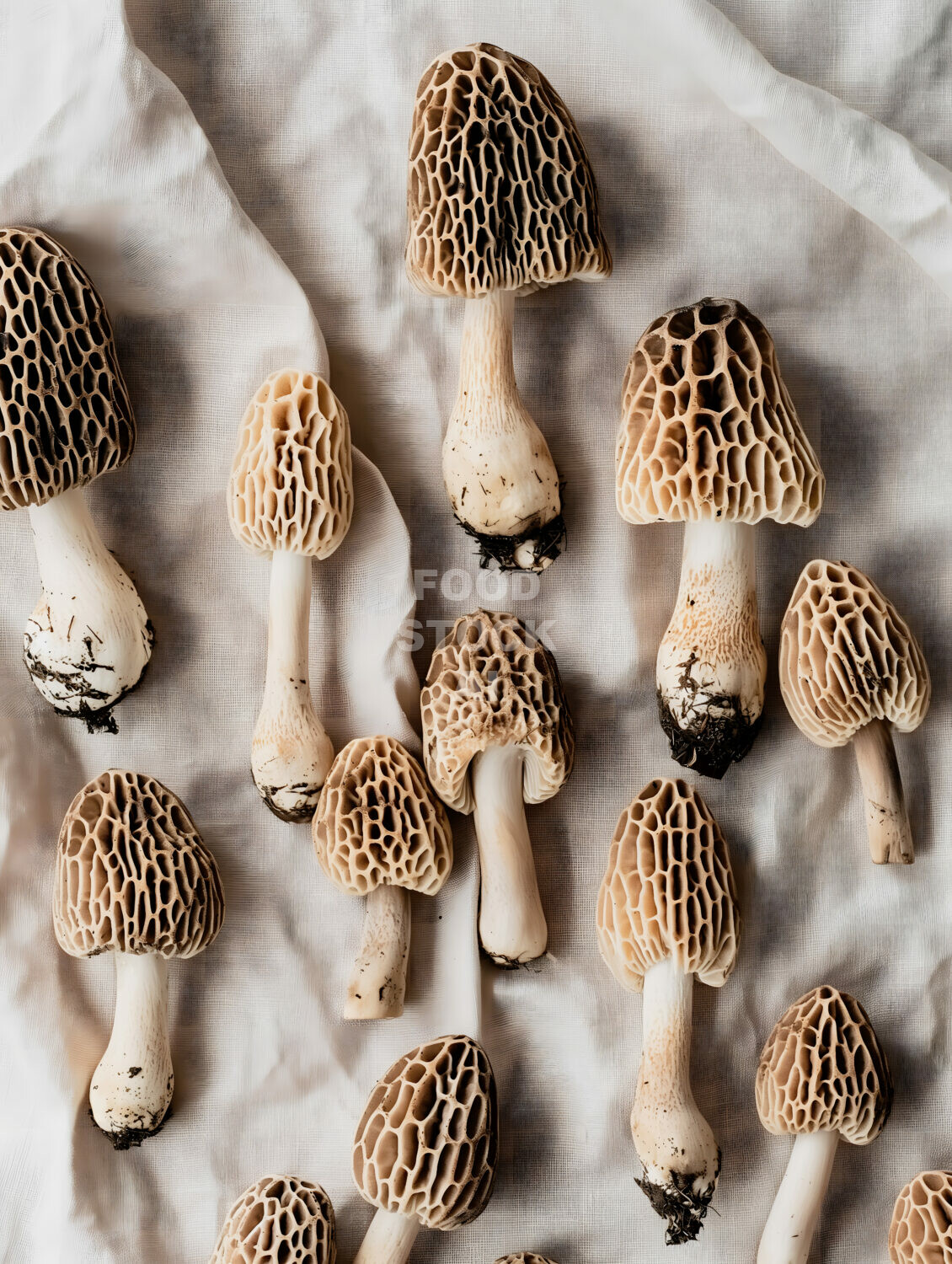 Sophisticated Morel Showcase