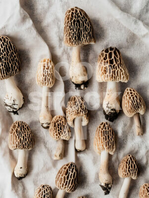 Sophisticated Morel Showcase