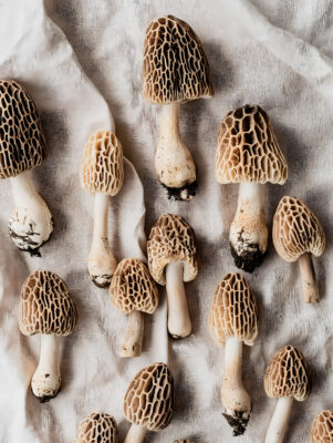 Sophisticated Morel Showcase