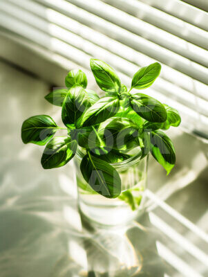 Tranquil Basil: Embracing Contemporary Simplicity