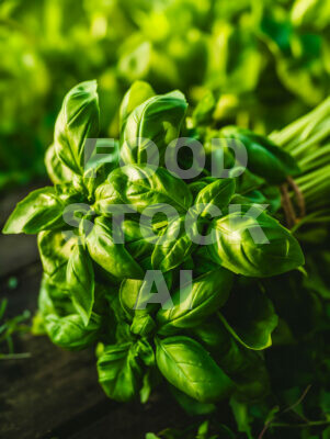 Fresh Basil Bounty