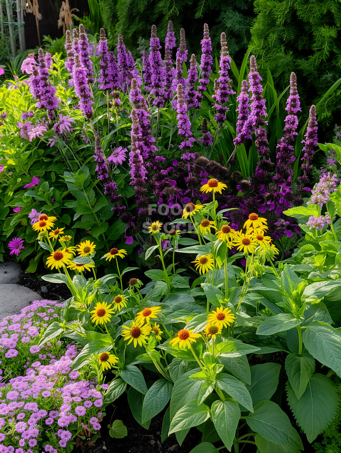 Anise Hyssop in a Herb Garden