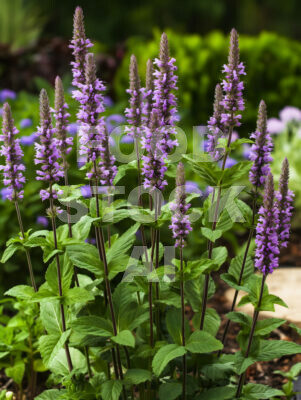 Anise Hyssop