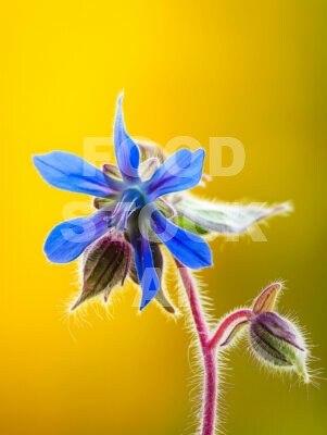 Fresh Borage Blossoms