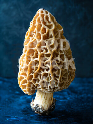 Luxurious Morel Texture