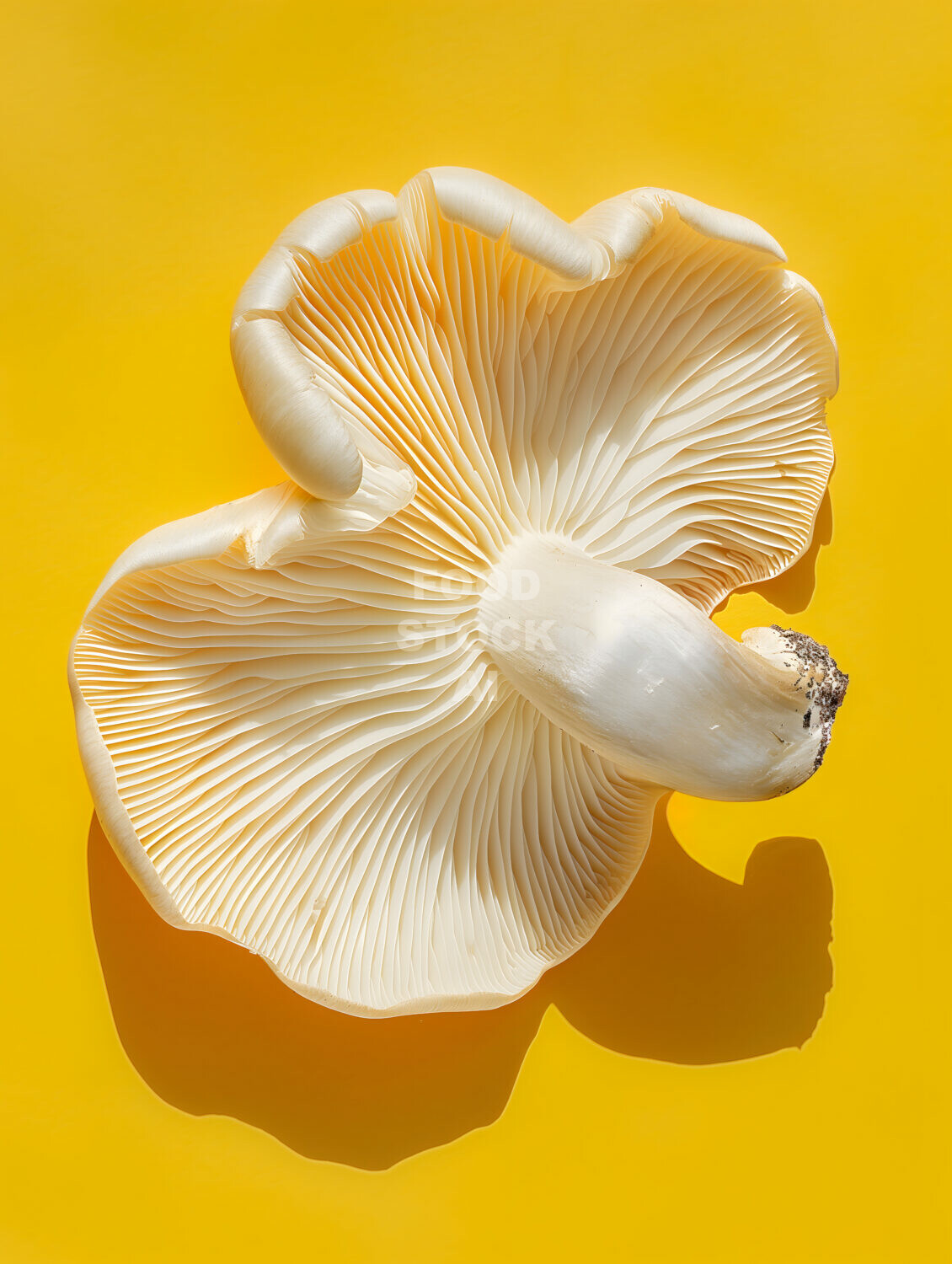 Minimalist Oyster Mushroom Elegance