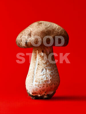 Bold Shiitake Statement